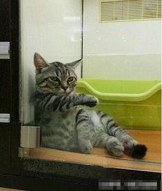 喵星娱乐吃瓜群众是谁啊