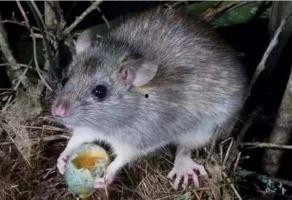 娱乐吃瓜酱灭鼠,揭秘灭鼠背后的趣味故事