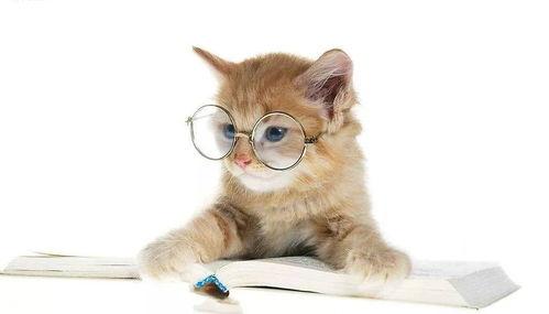 娱乐吃瓜君猫猫,揭秘娱乐圈那些不为人知的幕后故事