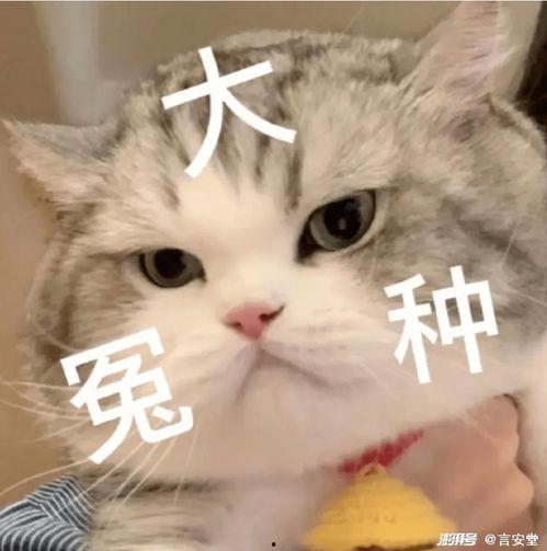 娱乐吃瓜君猫猫,揭秘娱乐圈那些不为人知的幕后故事
